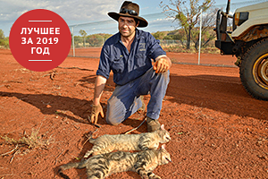 Настоящие садисты В Австралии задумали убить два миллиона кошек. Вся страна против