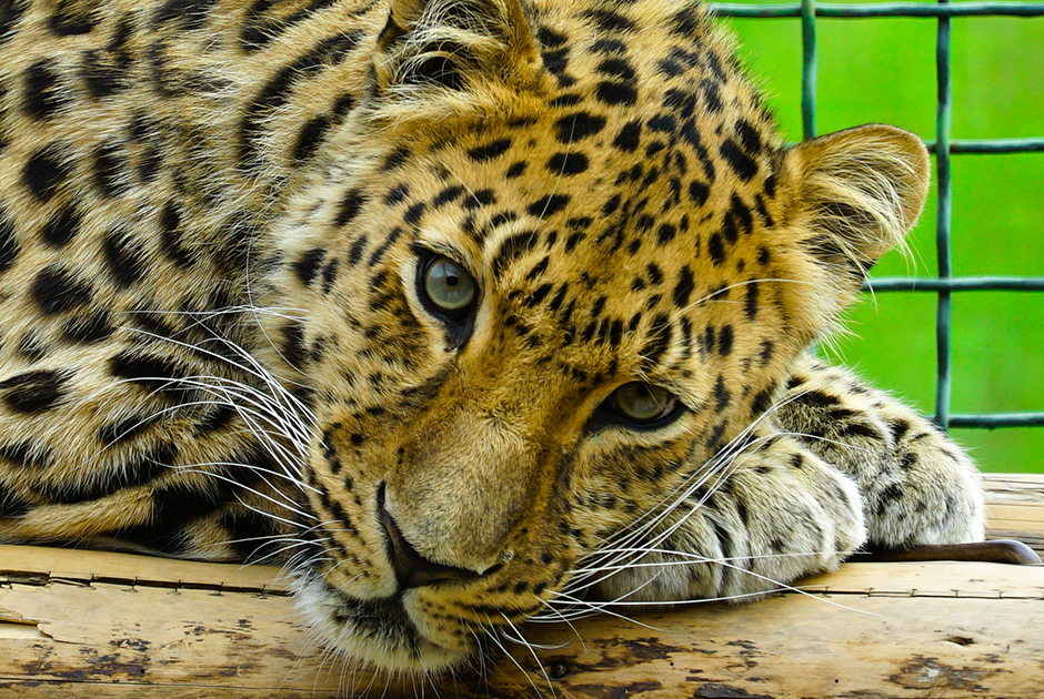 Прототипом «морды» «Леолета» стал реально существующий леопард, живущий в одном из зоопарков страны.