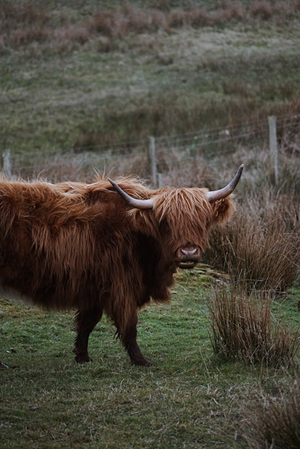 Коровы хайлендской породы или Highland Coo, как их называют шотландцы, — считаются одними из самых доброжелательных животных, несмотря на свой грозный внешний вид. Они обитают в шотландских высокогорьях и способны прокормиться там, где даже неприхотливым овцам не хватает подножного корма. А их плотная длинная шерсть позволяет им пастись в условиях сурового шотландского климата в любое время года.