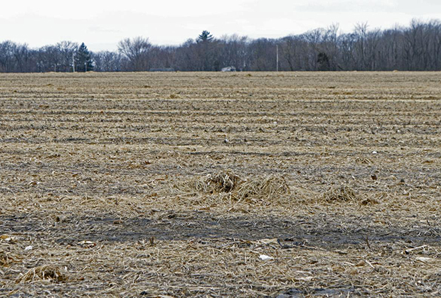 Кукурузное поле в Краун-Пойнте, где было найдено тело убитой Робин Шафаш