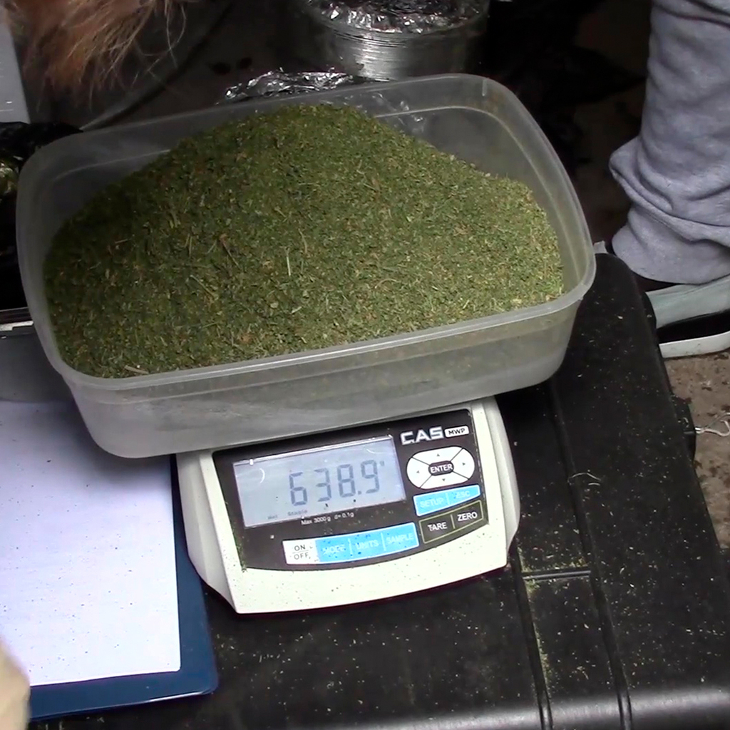 1 кг марихуаны конопля как культура