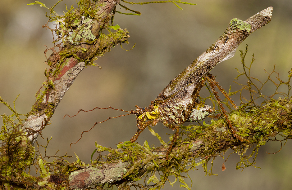 Кузнечики маскируются в живой природе под цвета деревьев, мхов и лишайников. Чтобы найти себе пару, они поют: во избежание обнаружения хищниками, как правило, ночью. Потирая друг о друга передние крылья, они могут воспроизводить вибрации, в том числе ультразвуковые.
