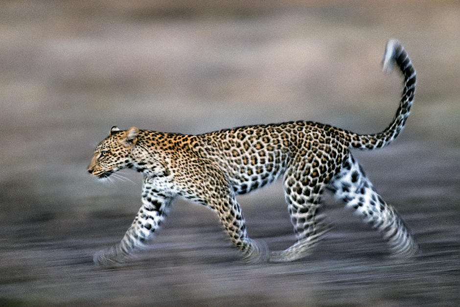 На большинстве портретов леопарды изображены лежащими, так как фотографы боятся приближаться к ним. Мало кому удается запечатлеть плавную грацию животных в движении. Снимок был сделан в 1990-е годы, поэтому художнику пришлось привлекать огромное количество специальной аппаратуры. Для создания этого кадра он направлял камеру вслед за леопардом, удерживая фокус на его глазах.

