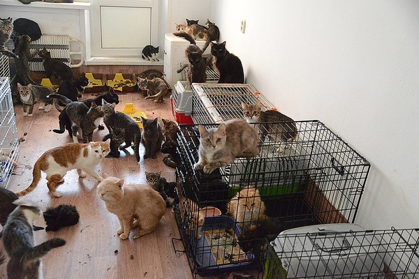 Кошки в квартире художника