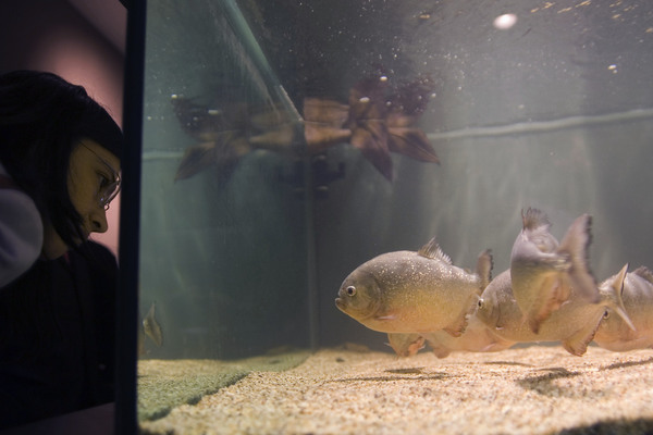 Piranha-filled fish tank