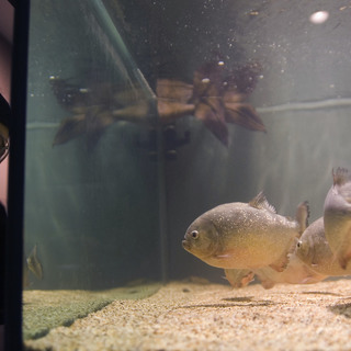 Piranha-filled fish tank