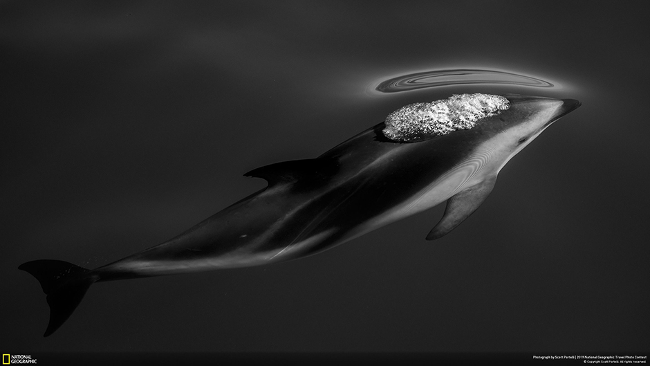 Темный дельфин живет в Южном океане у берегов Новой Зеландии, Южной Америки и Австралии. В поисках еды огромные группы дельфинов преодолевают сотни километров в океане, и глубокие каньоны новозеландского побережья часто становятся конечным пунктом их плавания. Автор снимка — Скотт Портелли — ждал на носу корабля до тех пор, пока дельфин не подплыл к самой поверхности воды, демонстрируя стремительные линии своего тела. 
