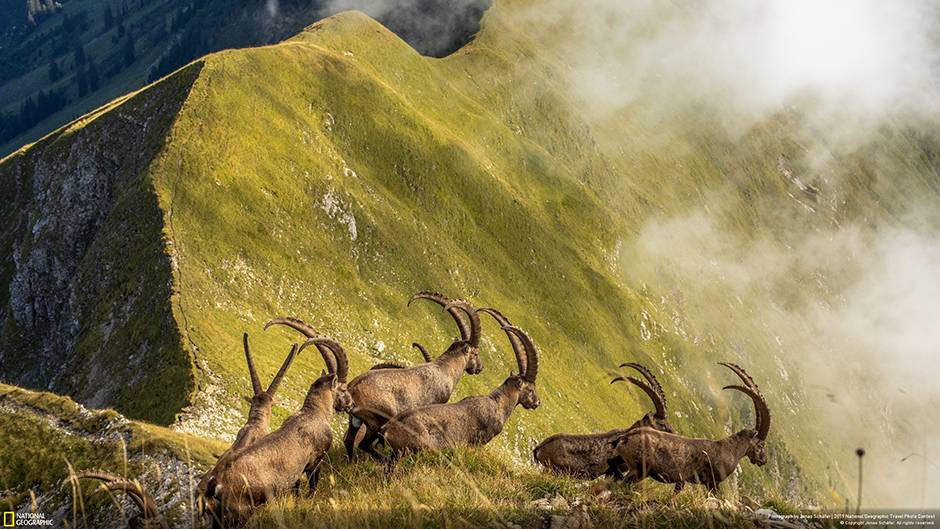 Стадо горных козлов пересекает хребет над озером Бриенц в Швейцарии. Козероги — настоящие короли Альп, идеально приспособленные для жизни на высоте. Фотографу пришлось несколько часов наблюдать за склонами гор, прежде чем он заметил несколько животных на вершине хребта.
