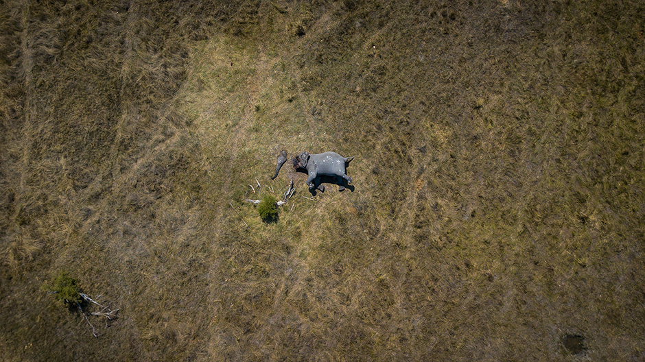 Аэрофотоснимок африканского слона, убитого браконьерами в Северной Ботсване. Цель браконьеров — слоновая кость, ее срезали бензопилой вместе с хоботом животного. Случаи убийства слонов из-за бивней в Ботсване стремительно учащаются и обратной тенденции не намечается из-за попустительства властей. С  2014 по 2018 год число убитых животных в северной части страны выросло почти на 600 процентов. 


