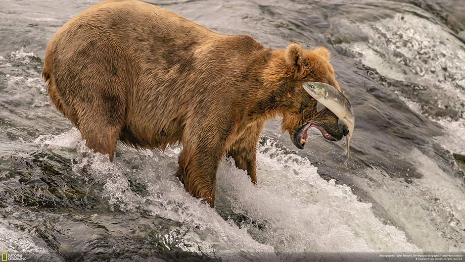 Во время нереста лосося на Аляске медведи гризли приходят на водопады Брукс в надежде поживиться. Но далеко не с первого раза им удается поймать полную икры рыбу. Тэйлор Олбрайт поймал момент, когда в прыжке лосось ударил хвостом медведя по носу.   