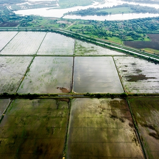 Рисовые поля в Краснодарском крае