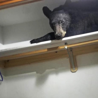 На Ямале проснулись бурые медведи. Что делать при встрече с ними в лесу