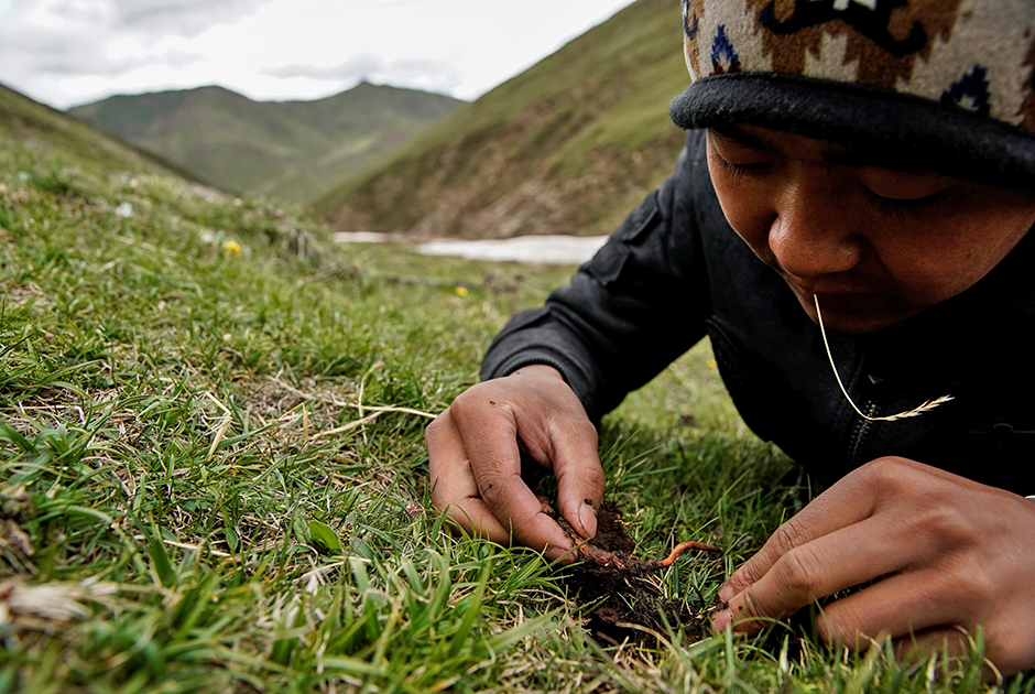 Кордицепс китайский произрастает также на высокогорных альпийских лугах в Гималаях в Тибете, но там его поиски и сбор еще сложнее, поэтому основным районом «тихой охоты» является именно горный массив Амнэ-Мачин-Шань. Гриб едва заметен даже в невысокой траве, а для его сбора грибникам приходится буквально ложиться на холодную землю.