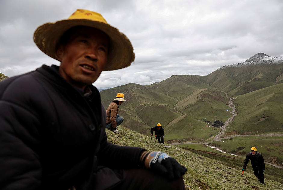 Амнэ-Мачин-Шань — горы в провинции Цинхай, на склонах которых много грибниц кордицепса китайского. Заветный гриб ищут представители разных поколений хуэй-цзу: помимо молодежи, есть и такие опытные грибники, как 51-летний Син Хайрен (на фото).