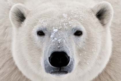 Сотрудница московского зоопарка отбилась веником от белого медведя