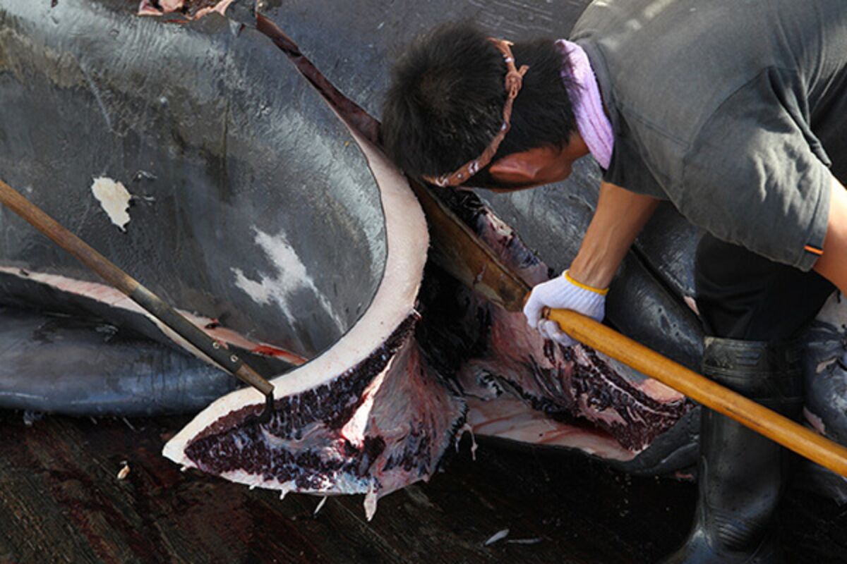 охота на китов в японии