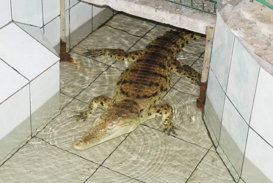 В начале «нулевых» в исправительной колонии №2 (ИК-2) в Екатеринбурге решили создать мини-зоопарк — как средство эффективной терапии для психической и социальной реабилитации осужденных. Первым там поселилась самка крокодила по кличке Ума, которая прожила на зоне больше десяти лет. В 2012 году Уму в террариуме ИК-2 сменил китайский аллигатор по кличке Лакостик. 
