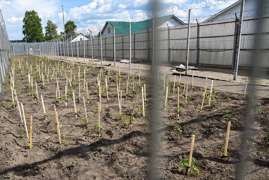На территории ИК-2 есть огород, где тоже работают заключенные. Здесь выращивают томаты и другие овощи, которые потом идут на стол или отправляются на консервацию, чтобы пополнить тюремное меню зимой. 