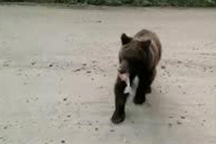 Жадный до пирожков медведь попал на видео