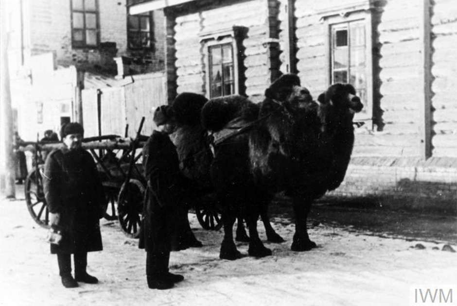 Верблюды, использовавшиеся поляками в качестве гужевого транспорта. Фотография, вероятно, сделана в Бузулуке, Чкаловская (ныне Оренбургская) область, 1941 год.