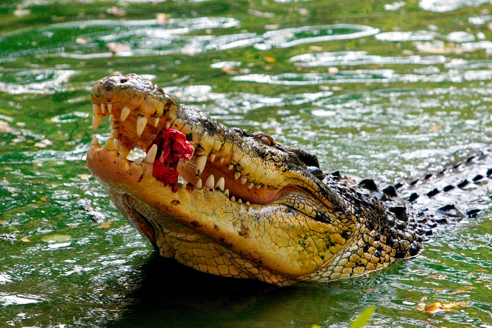 Нападение реки. Гребнистый крокодил. Гребнистый крокодил нападение. Гребнистый крокодил ест человека. Гребнистый крокодил нападение на человека в море.