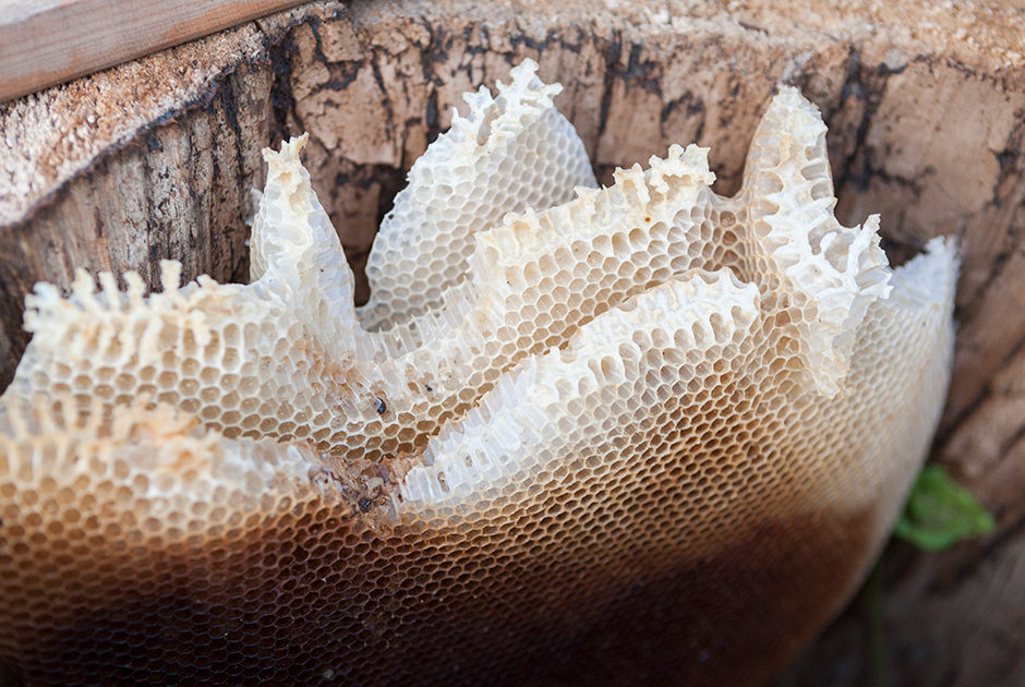 На Алтае есть куча туров и экскурсий на пасеки, где могут рассказать про процесс приготовления меда, про пчел, соты и многое другое.