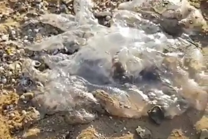 Сотни ядовитых медуз выбросило на российский пляж
