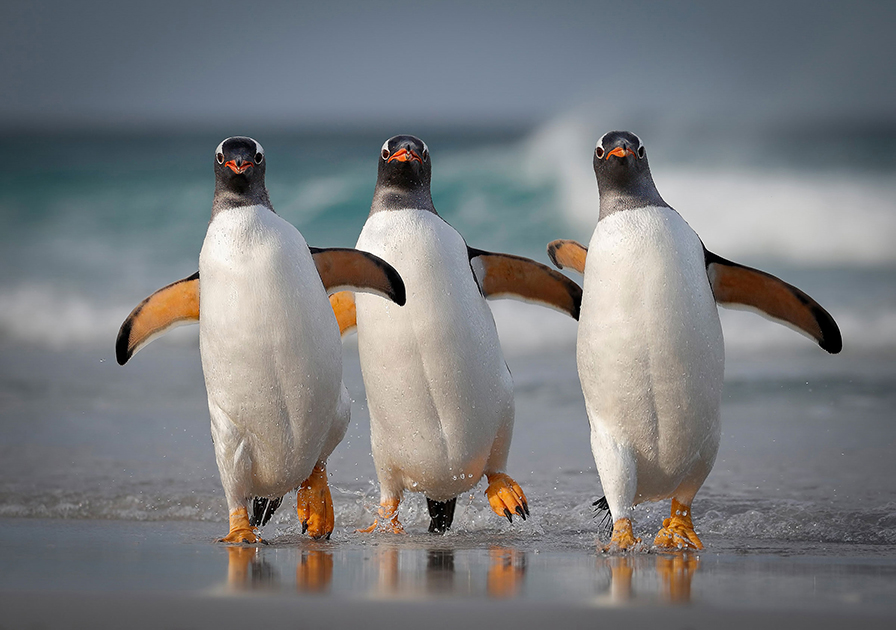 «Погода была ясной, поэтому я лежал на пляже и ждал шанса, чтобы снять прыгающих из прибоя папуанских пингвинов, — говорит фотограф Джошуа Галики, сделавший этот снимок на Фолклендских островах. — К моей радости, из воды показалась эта троица и направилась прямо ко мне. Кажется, в этом кадре пойман характер каждой птицы. Передо мной были лучшие друзья: слева комик, главарь в середине, а справа — модель на подиуме».