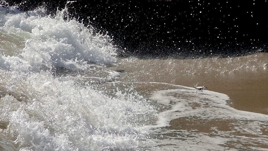 «Я наблюдал за песчанками, которые бегали по берегу моря в поисках корма, — говорит молодой фотограф Дэвид Фарлоу, сделавший этот снимок в Калифорнии. — Когда волна отступала, они бросались поближе к воде, чтобы быстренько перехватить в мокром песке что-то съедобное, а потом со всех своих маленьких ножек мчались обратно на сушу от новой волны. Этой крохотной песчанке бегство от необычайно большой волны далось особенно тяжело».