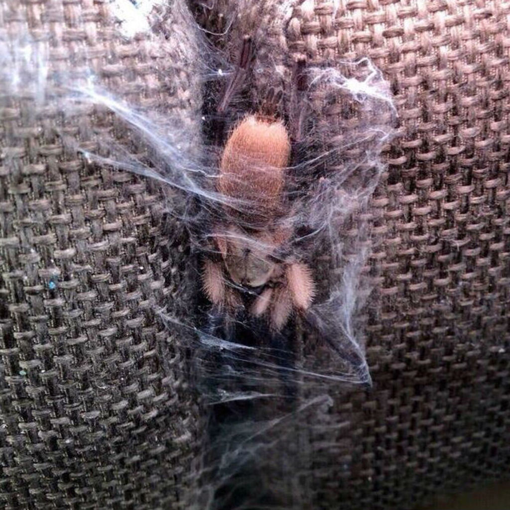паук в шкафу с одеждой примета