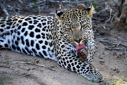 Леопард утащил спящего мужчину и съел его ногу
