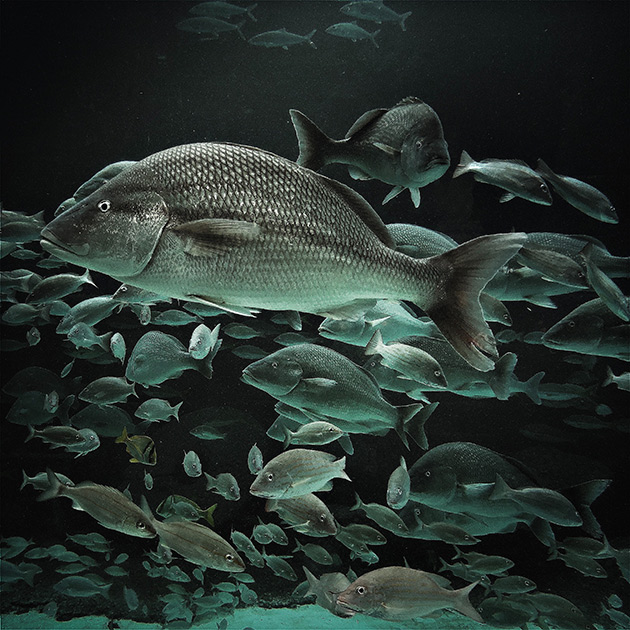 «Я был пленен гигантской рыбой в аквариуме на Багамах. Казалось, она наблюдает за людьми так же, как они наблюдают за ней».
