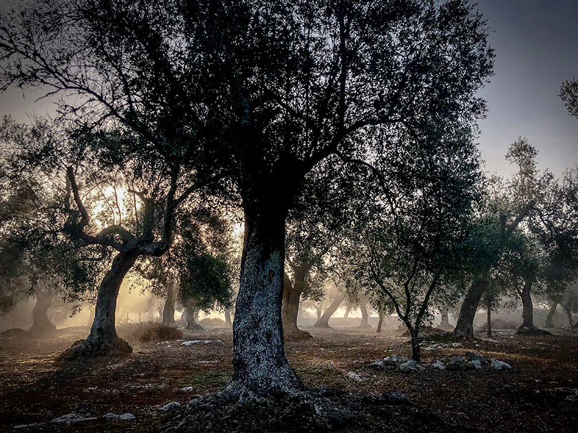 «Ранним утром летний туман окутывает всю дорогу к старым оливковым деревьям в Апулии. Когда взошло солнце, я отправился на прогулку через оливковую рощу, чтобы поймать лучший кадр».