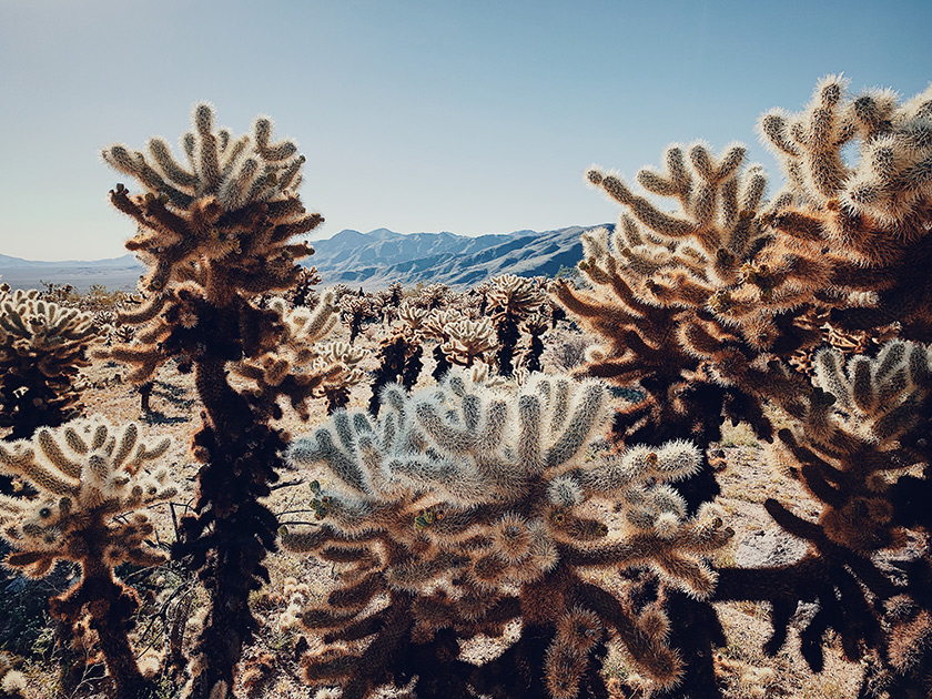 «В Национальном парке Джошуа-Три на юго-востоке Калифорнии есть долина, усеянная кактусами "плюшевые мишки чолла" (Цилиндропунция Бигелоу). Этот вид способен расти под палящим солнцем, не боясь жары и сухости».
