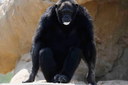 «Добрый» шимпанзе откусил руку смотрителю зоопарка на глазах у посетителей