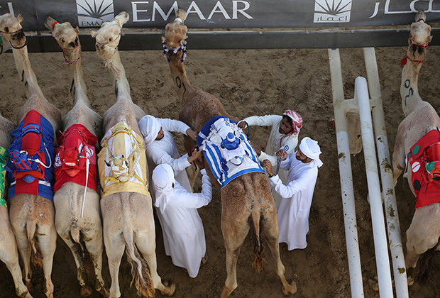 Верблюды-дромадеры перед скачками Al Marmoom в Дубае