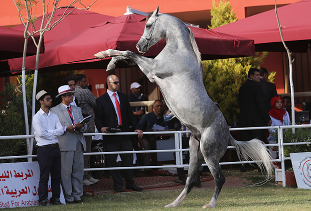 Арабский скакун по кличке Хемлажи (Hemlaje) на конной выставке в Бенгази