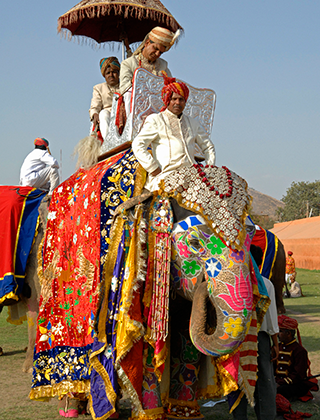 Слон на фестивале слонов в индийском Джайпуре