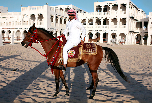 Всадник на арабском скакуне в Дохе (Катар)