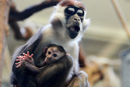 Ученые создали эмбрион-химеру человека и обезьяны