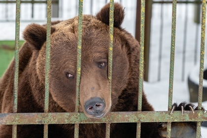 Российский мэр спас трех истощенных медведей
