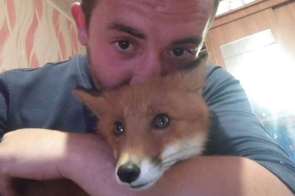 Россиянин пошел против закона ради спасения дикой лисы