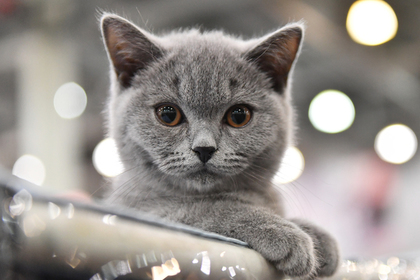 Названы самые популярные породы кошек в России: Общество: Россия: Lenta.ru