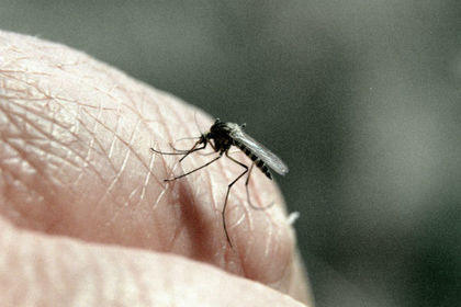 Названа любимая группа крови комаров