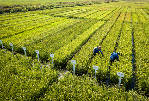 Выращивание риса агрохолдингом «АФГ Националь» в Краснодарском крае