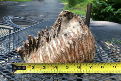 Ребенок случайно нашел огромный зуб доисторического животного