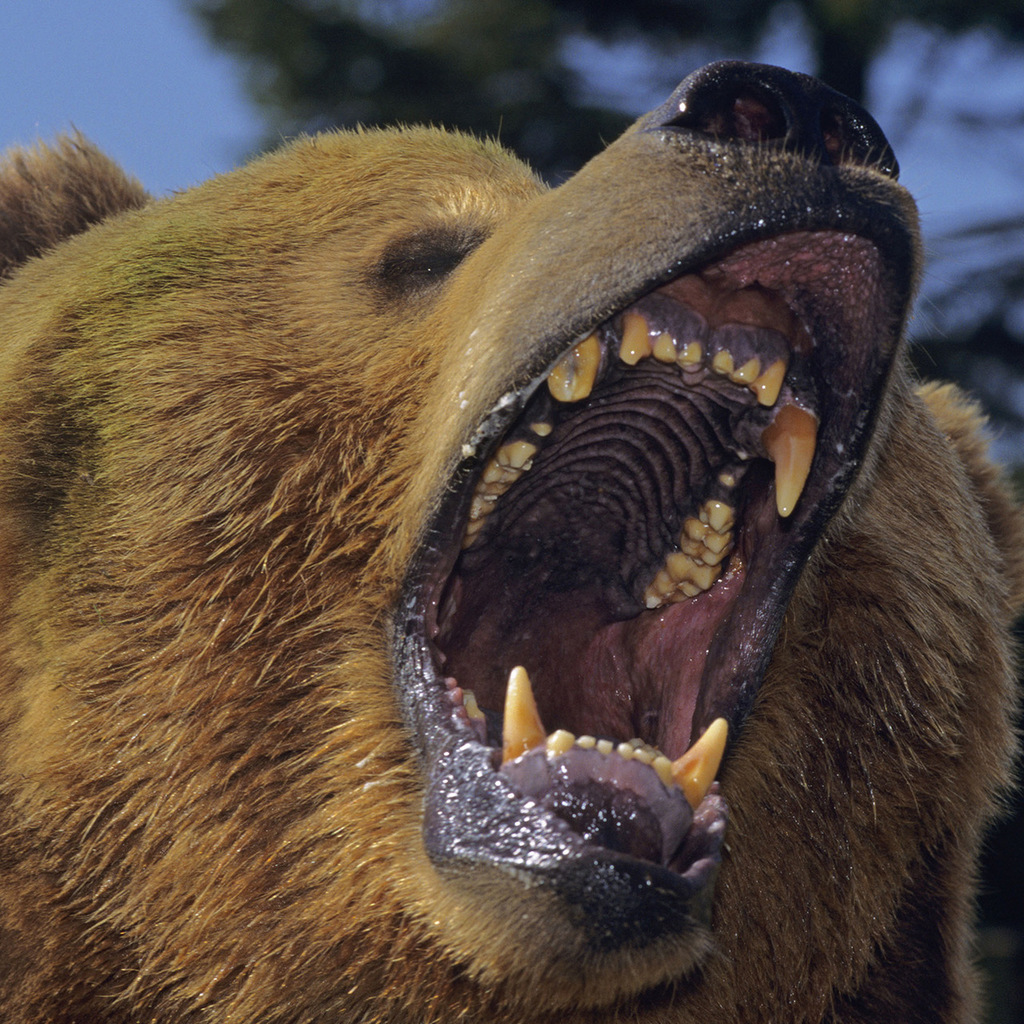 Клык медведя