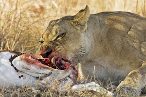 «Что делать, если встретим львов? Молиться!» Как россиянин очутился в Ботсване и пережил встречу с самым опасным животным Африки