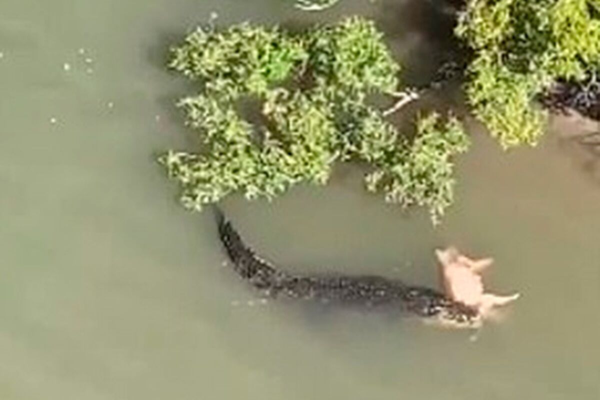 Крокодил стащил свинью с берега и уплыл с ней
