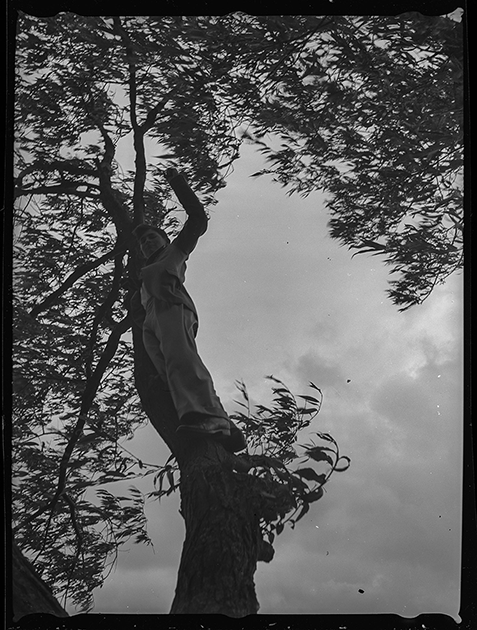 Автопортрет фотографа на дереве. Англия, 1939 год